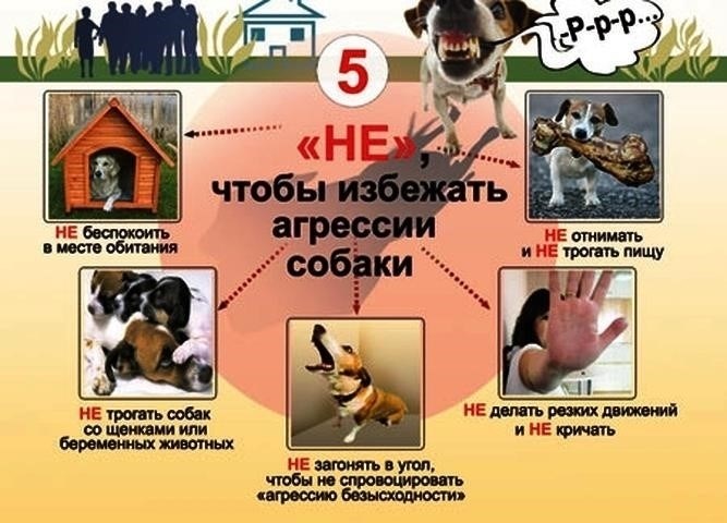 Что делать, если на вашего ребенка напала собака: Шаги для родителей