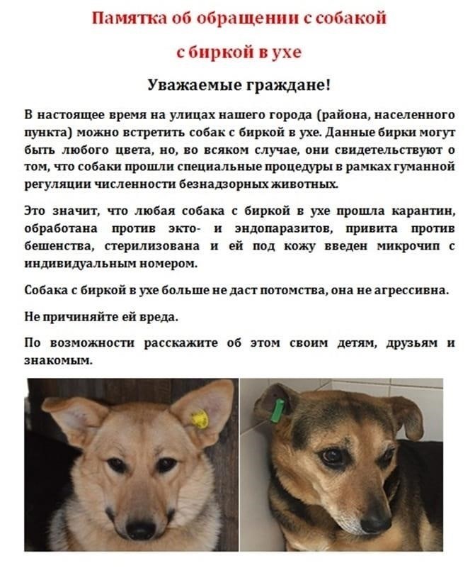 Правовые последствия для владельцев собак после нападений в России: Что говорит закон